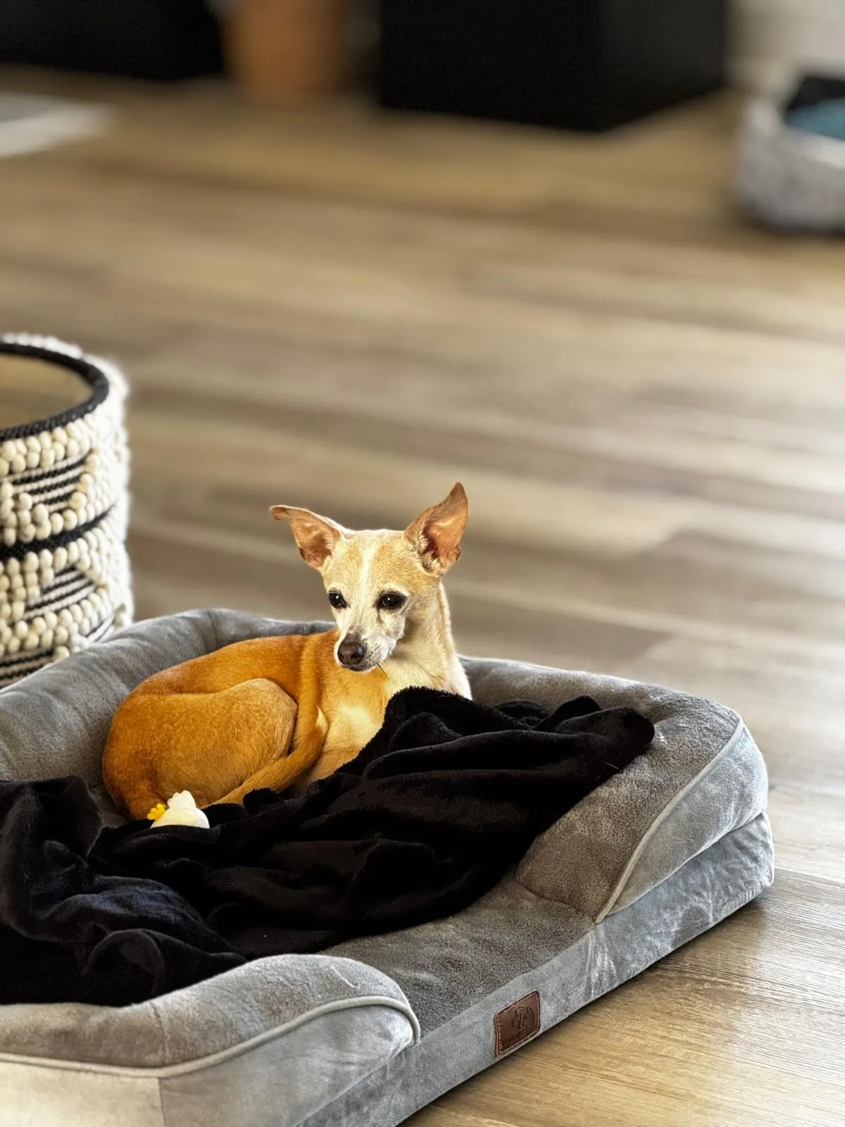Chihuahua relaxing in bed