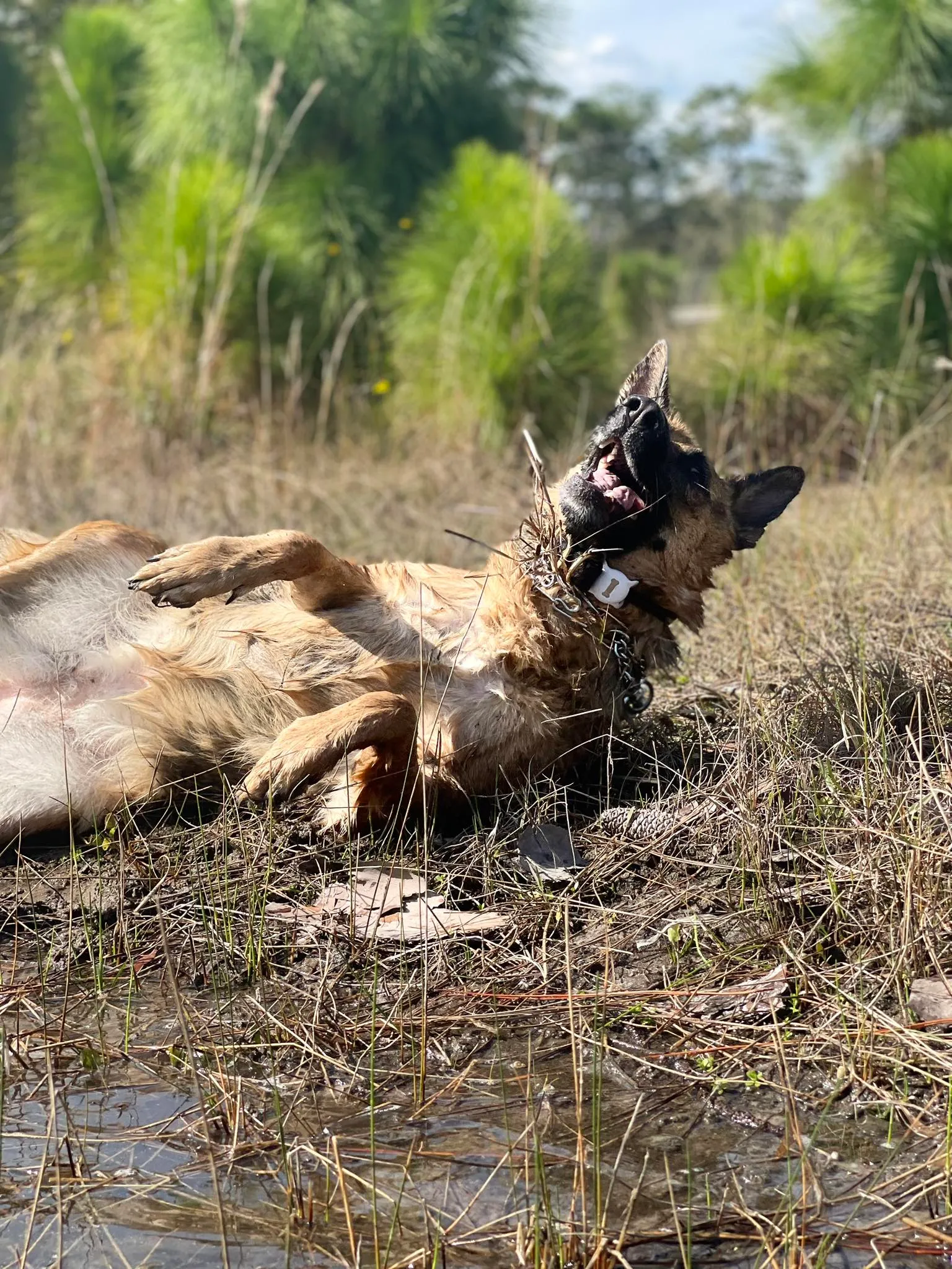 Happy dog rolling in grass at Snuggles Pet Boarding farm