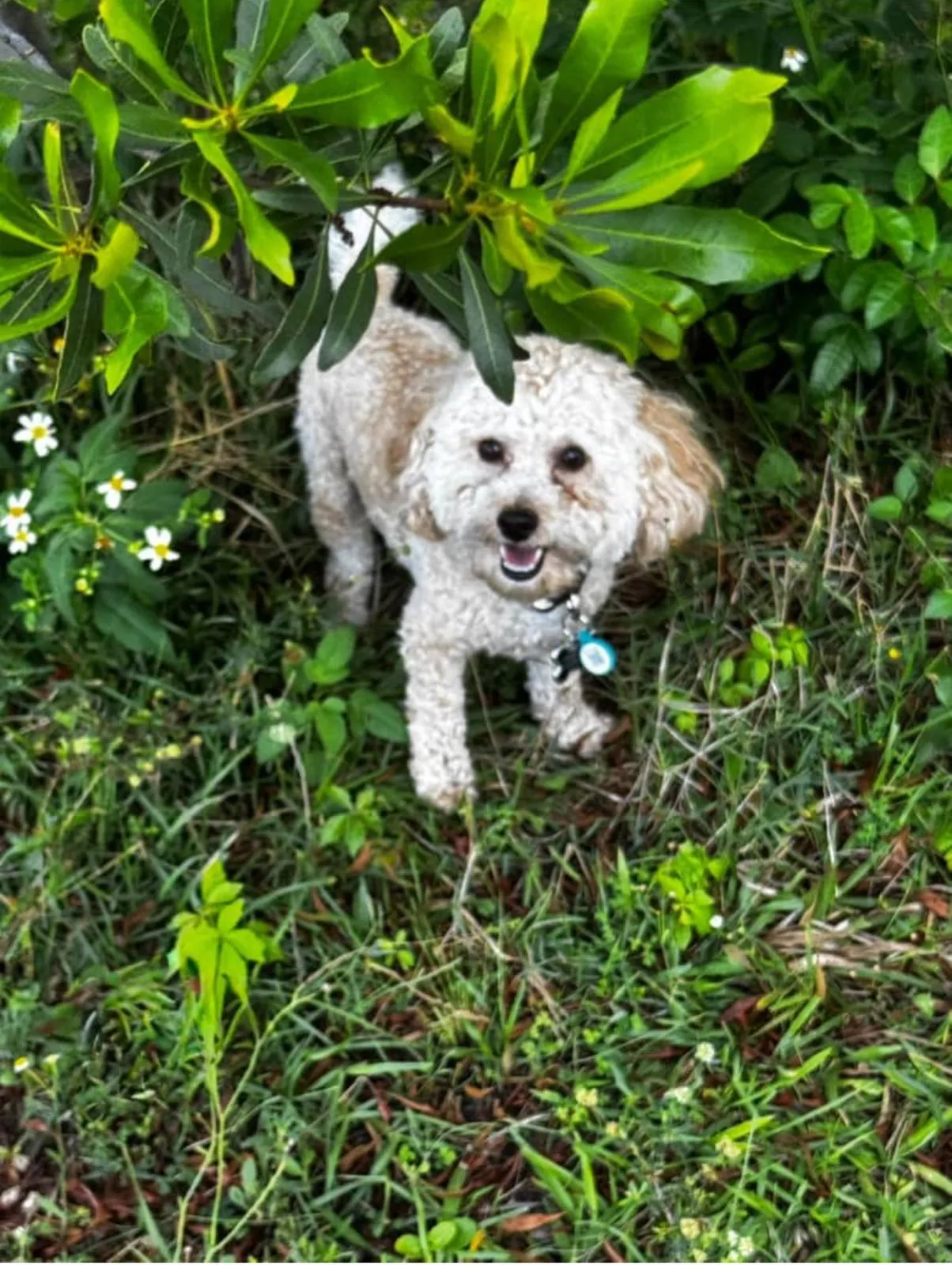 Poodle in the garden