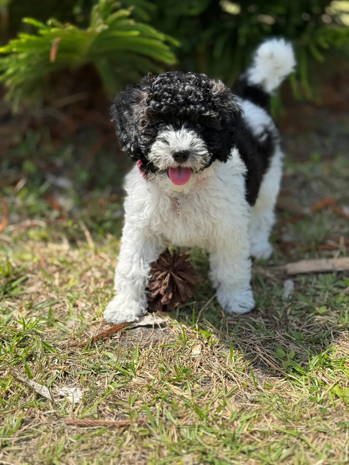 Cute poodle puppy on the grass