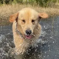 Dog playing in water