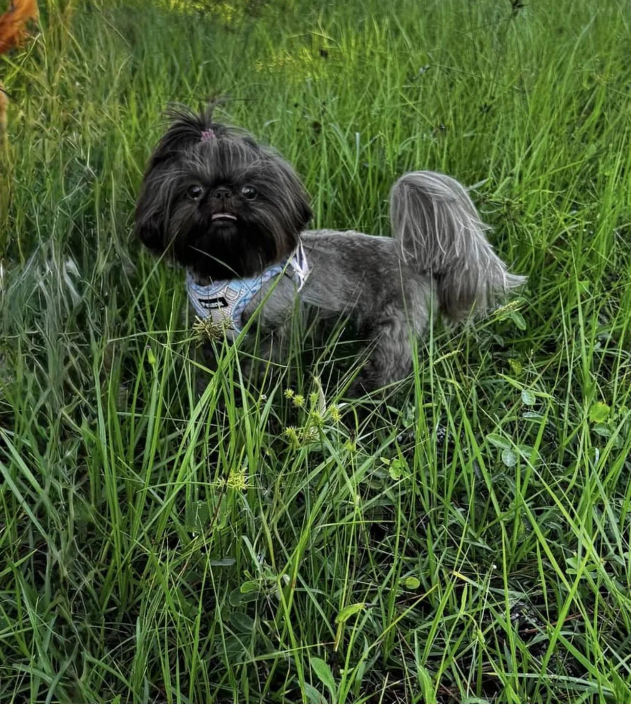Shih Tzu on the grass