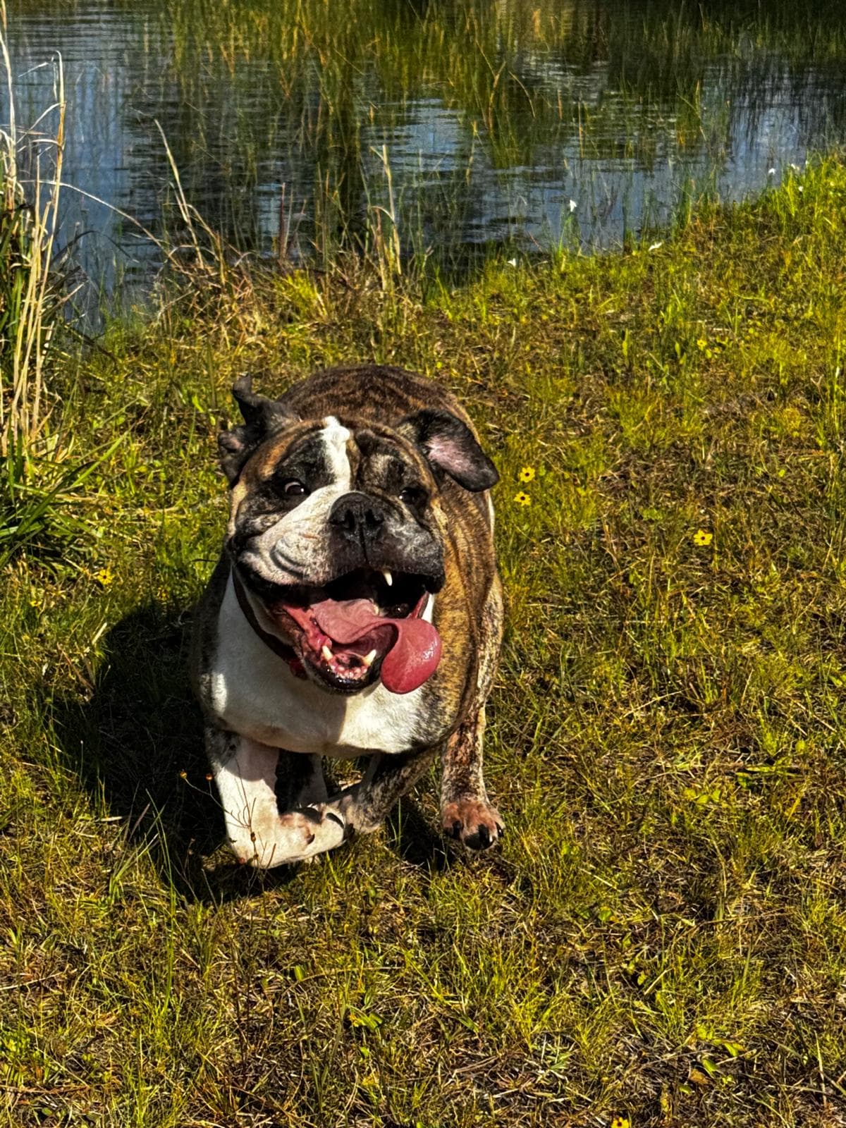 Happy bulldog smiling by the pond
