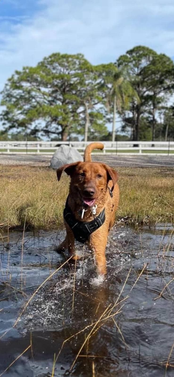 Happy guest at Snuggles