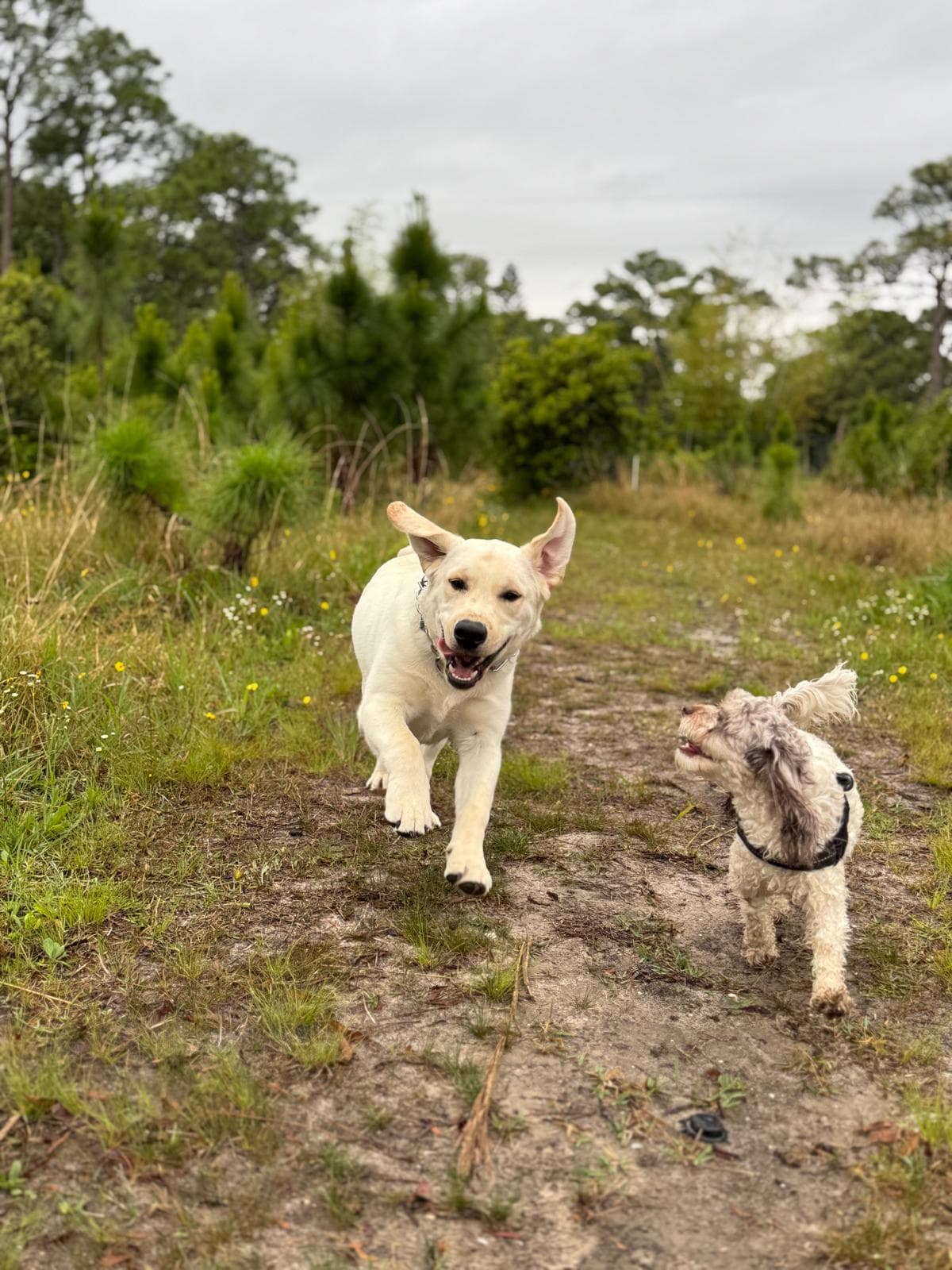 Happy dogs running on the farm at Snuggles Pet Boarding