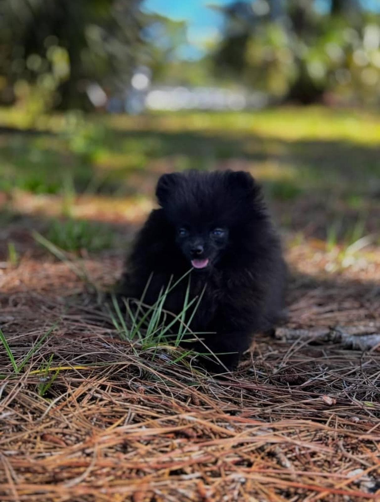 Black pomeranian enjoying the outdoors