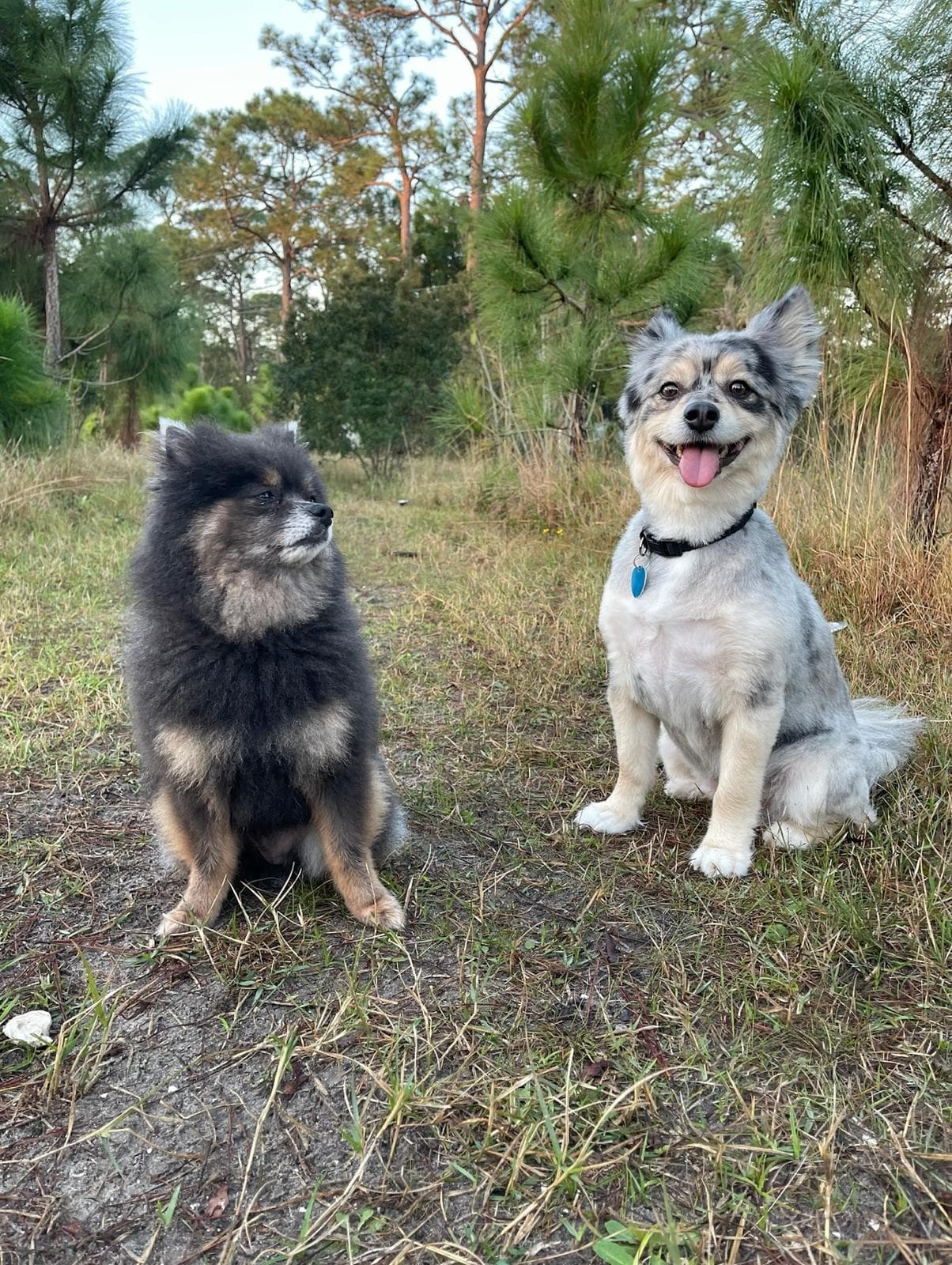 Happy dogs at Snuggles Pet Boarding