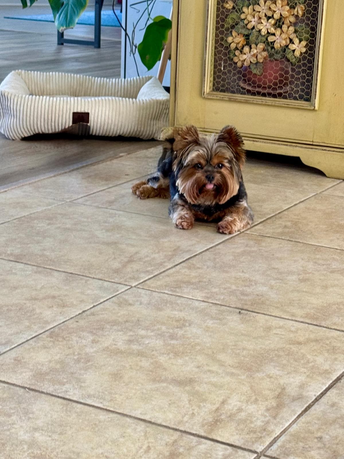 Yorkshire terrier indoors